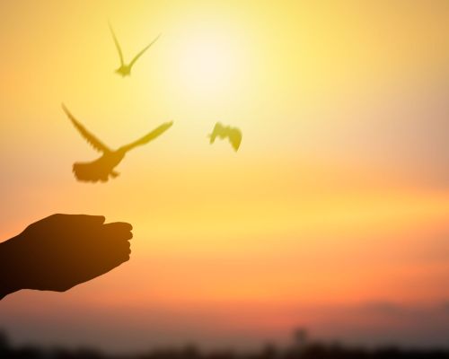 Release Doves